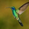 Kolibrik modrouchy - Colibri cyanotus - Lesser Violetear 6515